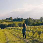 Shotley vineyard- Photo Credit Felicity Crawshaw
