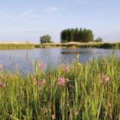 Minsmere