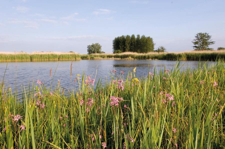 Minsmere