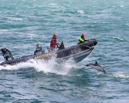 Boat technician Calum and deck hand Pablo drive the rhib with dolphins alongside.