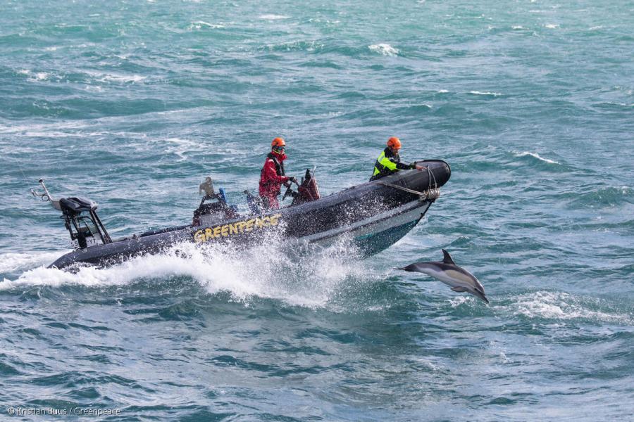 Boat technician Calum and deck hand Pablo drive the rhib with dolphins alongside.