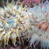 Dahlia Anemone - Photo Credit Mull Aquarium