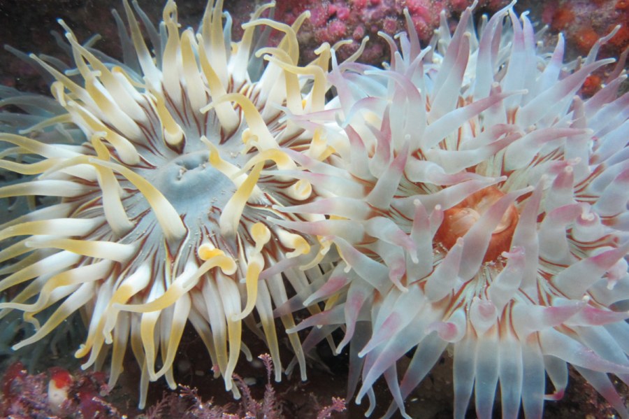 Dahlia Anemone - Photo Credit Mull Aquarium