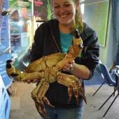 Edible Crab Giant, Mull Aquarium. Photo Credit William Thompson