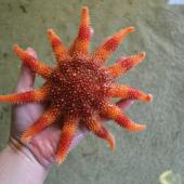 Sun star