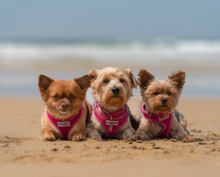 1. The three musketeers! Lexi, Bella and Rosie, taken on Upton Towans Beach, Cornwall, in July 2022. Chloe Cheshire