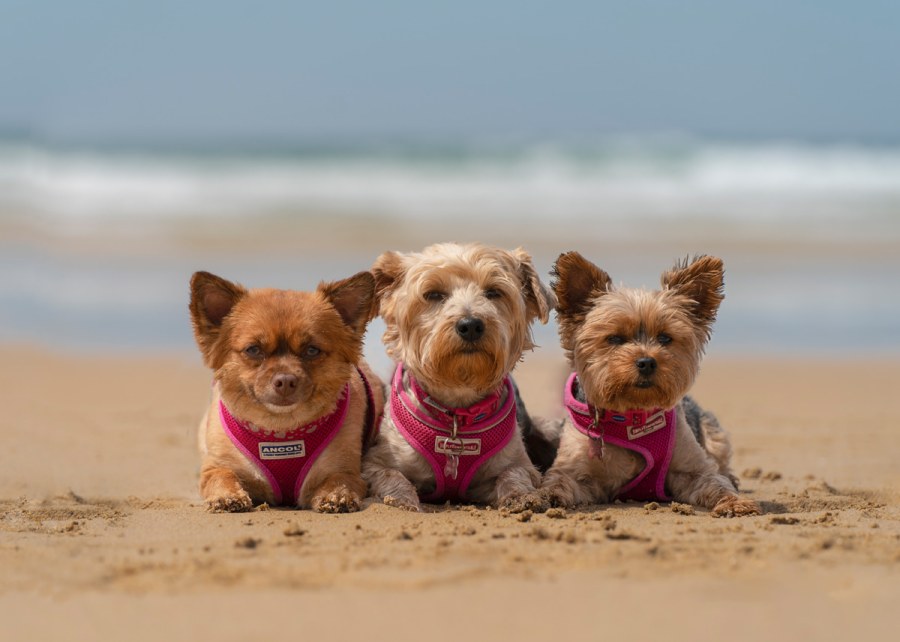 1. The three musketeers! Lexi, Bella and Rosie, taken on Upton Towans Beach, Cornwall, in July 2022. Chloe Cheshire