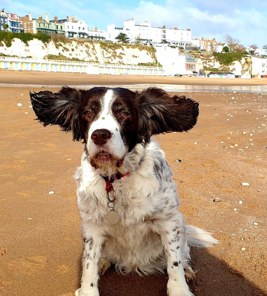 10. Twelve-year-old Lulu has lived in Broadstairs, Kent, for the last seven years and enjoys daily sprints, whatever the weather, on the beautiful local beaches of Stone Bay. A bit of a mountain goat at heart, she can regularly also be found scaling the white cliffs to the amazement of visitors and locals alike. This picture was taken during the high winds of Storm Franklin this year, just prior to take-off! Judith Hill