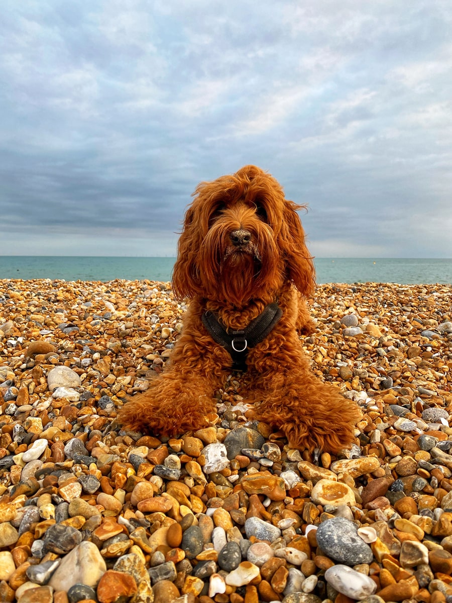 11. Obi is an Australian Labradoodle who lives in Brighton. He likes nothing more than exploring the beaches of Sussex and chasing his ball especially at low tide. Here he is on Hove beach with his signature sandy nose. Susan