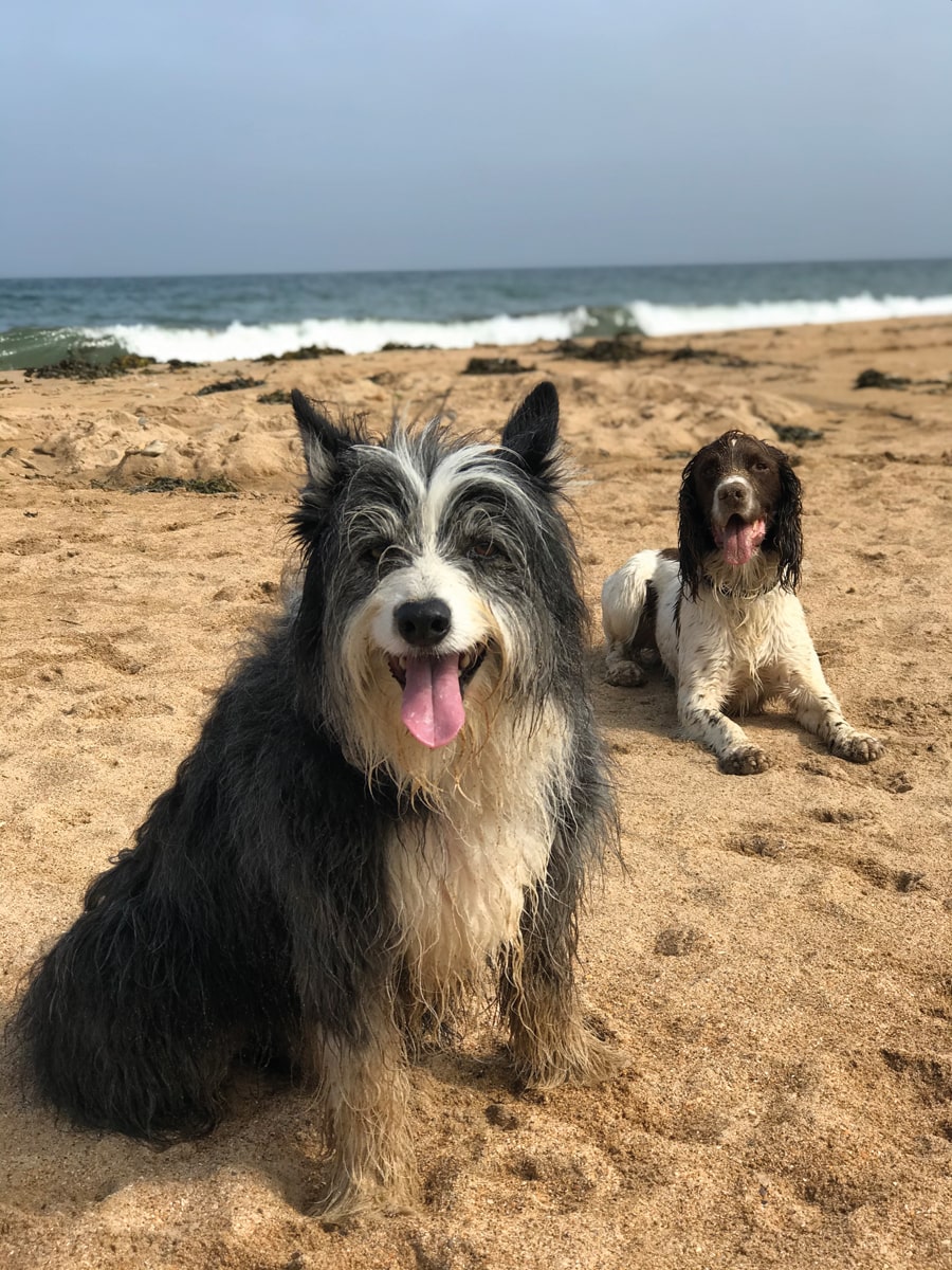 12. Archie and Buddy from dog-friendly Cambo Gardens in Fife enjoying the coast at nearby Kingbarns Beach. Charlotte