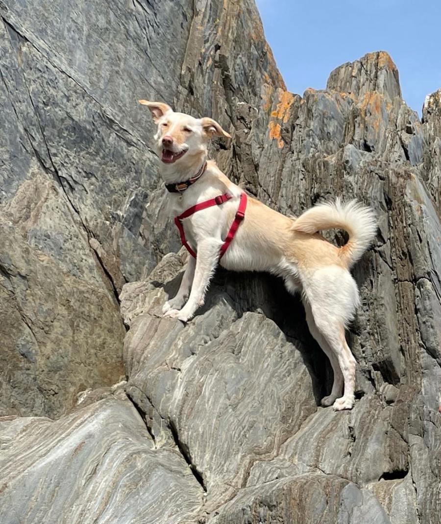 13. Dave is our two-and-a-half-year-old Cretan hound rescue enjoying the rocks in Looe, Cornwall. Sam