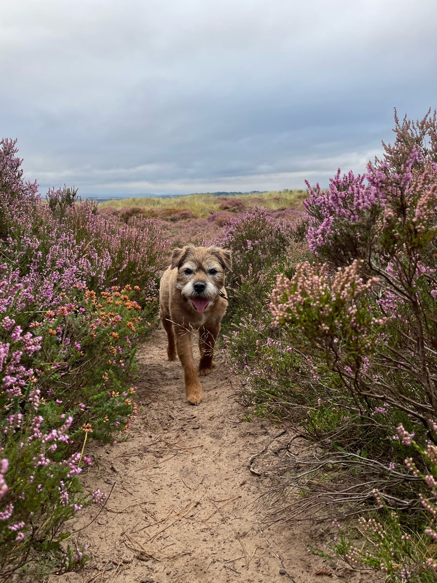 2. Here is my beautiful boy Ralph on his 13th birthday at Kinshaldy beach in Tentsmuir, Fife. Gill