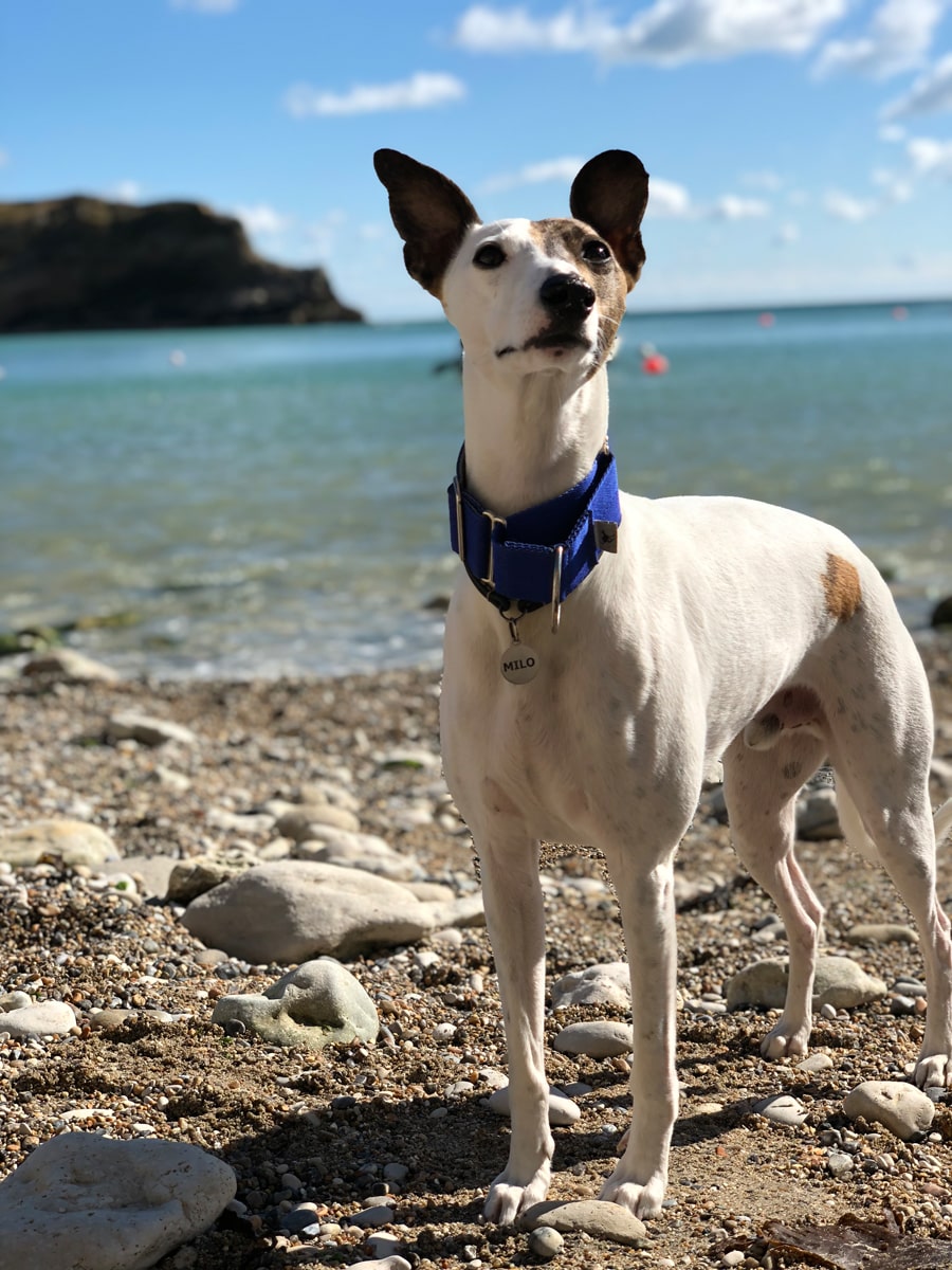 3. Milo the whippet enjoying the outdoors at Lulworth Cove, Dorset! Peter Millier