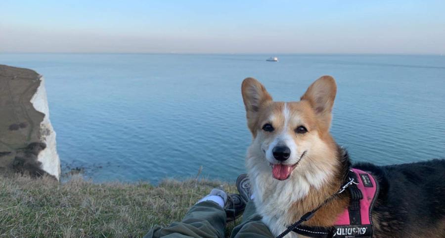 4. This is our rescue corgi Tilly enjoying life in her new home with lots of coastal walks at St Margaret’s Bay near Dover, Kent. Amanda Brown 