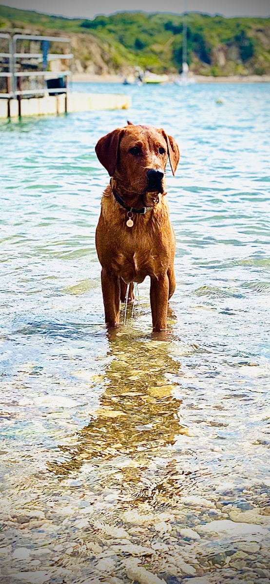 5. This is our red fox Labrador puppy Scout visiting the sea for the first time. He loved the sea so much, barking with such excitement and paddle-boarding with my husband. Lisa Moore 