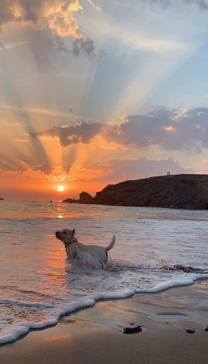 6. Gus my Westie enjoying the sea and sunset at Crooklets Beach in Bude, Cornwall. Ali House