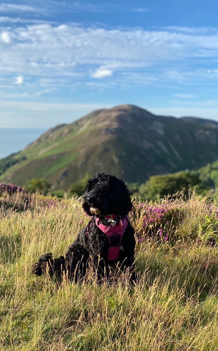 7. Here is my gorgeous 14-month-old cockapoo Lola loving life and her first holiday at Penmaenmawr. This is the walk up Penmaenmawr mountain with the wonderful view of the North Wales coastline. Angela Wright