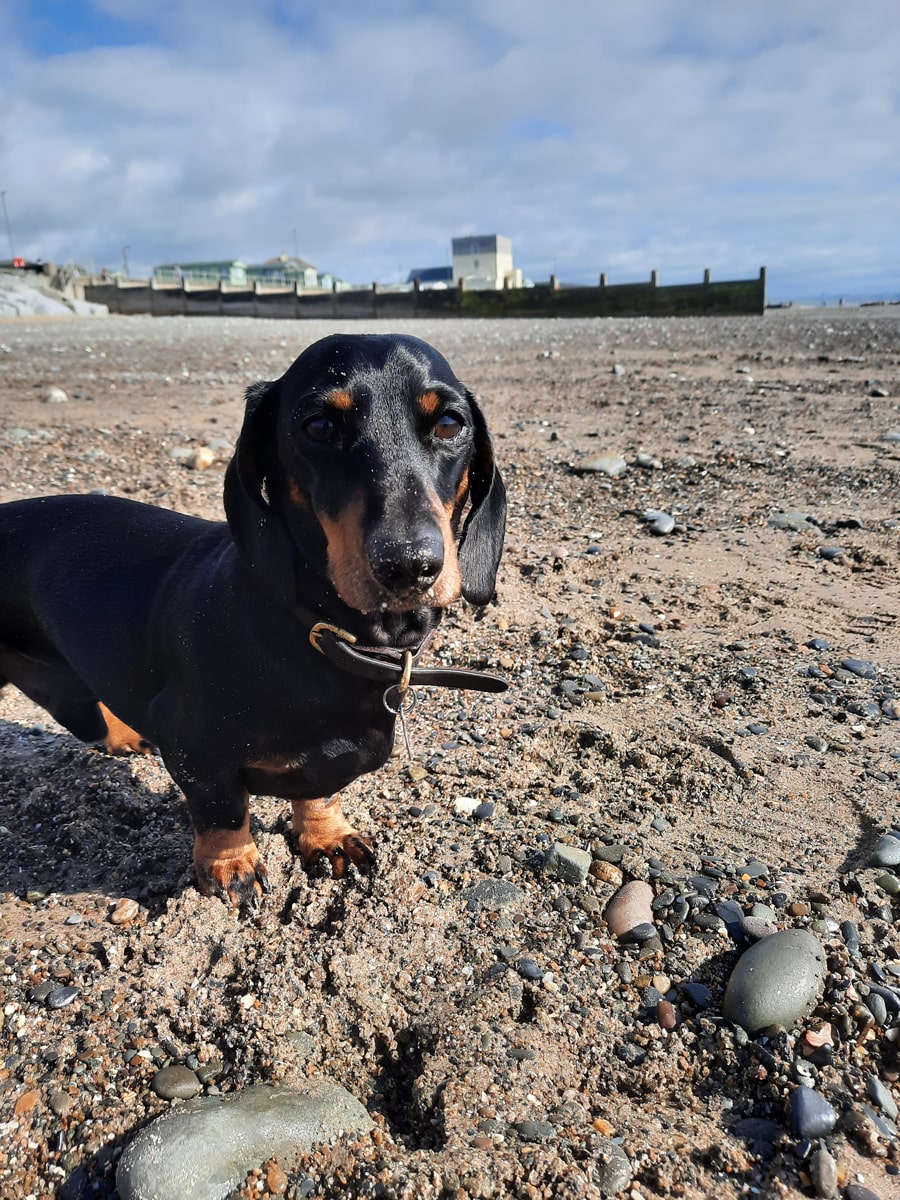 8. This is our very brave Wilson, who was 6 on 16 August. He has had to deal with IVDD, an awful disease that 25% of dachshunds will unfortunately succumb to, but is recovering well since his back surgery in February. Su Saunders