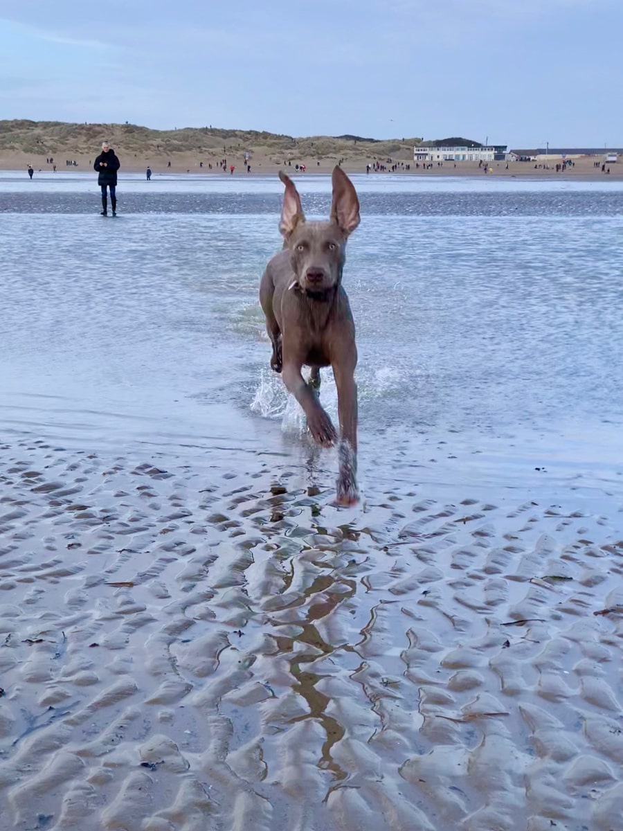 9. Our six-month-old Weimaraner, Humphrey, loving Camber Beach on New Year’s Day 2022. We go every year so this was his first visit of many, we hope. My mother-in-law assures me he will grow into his ears! James and Sara Daly