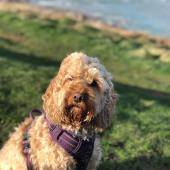 Amber, our cockapoo on a windy Crantock, in Cornwall, during Storm Eunice! Victoria Walker
