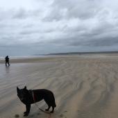Here is one of my favourite photos of my lovely Bear in November on the deserted beach of Woolacombe (except for my husband in the distance). Bear loves a game of ball on the beach, it makes her holiday. Jan Lott