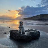 Here’s a picture of my daughter Leonie’s very happy Labrador, Charlie, enjoying himself on the beach near Ogmoor, South Wales. Adam John
