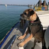 Here’s our eight-year-old Border terrier, Harry, on the ferry crossing Langstone Harbour to meet friends on Hayling Island. Mike Ballard