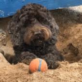 This is Harvey, my 10-year-old cockapoo, who refuses to walk until he has dug his fair share of holes on the beach, almost collapsing the beach hut in the process! Carol Drewery