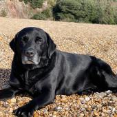 Here is Hector, our senior lab, on Blackpool Sands, enjoying the winter sunshine before the walk home through beautiful South Hams lanes to Stoke Fleming via the Green Dragon village pub. Gill Grainger