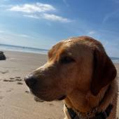 Hunter loved the sea, sand and sunshine at Whitsand Bay in Cornwall. Ali.