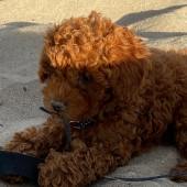 Our 10-week-old puppy, Koda, enjoying the sand at Polzeath beach in Cornwall. Tracy Tann