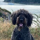 Here’s Layla, our nine-year-old miniature labradoodle on her morning walk to Elberry Cove near Paignton in South Devon. Stephen Knight
