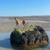 Here’s my leggy Leo sea dog, showing off after climbing up his find at Hayling Beach, Hampshire. Paula Orton