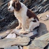 Lucy, our 15-year-old working English springer spaniel, loves being on the beach, here she is on Man Sands beach in Devon. Andrew Read