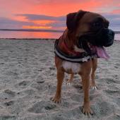 Maggie the boxer enjoying a fiery purple sunset at Marazion Beach, Cornwall. The sand here is great for burying balls and the seaweed is fun to shake. Sarah Thornby
