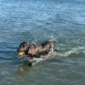 Our swimmer Marv enjoying a dip on Hayling Island. Emma Greenway