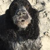 Millie the cocker spaniel enjoying a howl at West Wittering beach after playing in the sand dunes! Sarah