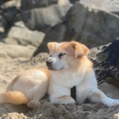 This is four-year-old Monty on Newgale Beach. He was rescued from the streets in Romania but is most at home now on the coastal paths in Pembrokeshire. Bethan Jones