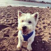 Ollie, our six-year-old West Highland white terrier, has loved his first year of living by the coast. Here he is on one of his favourite beaches Teignmouth, South Devon. Catherine Louise Brown