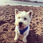 Ollie, our six-year-old West Highland white terrier, has loved his first year of living by the coast. Here he is on one of his favourite beaches Teignmouth, South Devon. Catherine Louise Brown