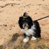 This is our one year old Tibetan terrier, Ollie, living his best life by the beach at Elie, Fife. Shuna Stirling