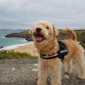 Oscar, loving the Cornish life on the coastal path above Mother Ivey’s Bay. Deborah Harris