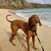 This is Ozzy our Vizsla on Porthcurno Beach on one of his many trips to Cornwall. Colin Strachan