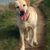 This is Piper enjoying the dunes between Rock and Daymer Bay in Cornwall. Sherry