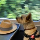 A picture I snapped of our Cairn terrier Sam on his way to Cornwall for a holiday on the coast at Falmouth. We adopted Sam two years ago through the Cinnamon Trust after his owner had sadly died. He’s settled in well and loves to travel by train. He lives on the North Norfolk coast so he spends a lot of time enjoying wonderful walks on sandy beaches and paddling in the sea. Don Birch