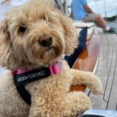 This is our miniature Australian labradoodle, Sandy, enjoying an outing on our friend’s sailing boat on the Dart estuary in South Devon. Andrea Samuelson