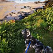 This is my dog Tao in Cornwall. Faye Pinnock