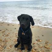 The lovely Watson when he was a puppy at Fistral Beach, Cornwall. Teresa Bellamy