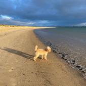 Just before the storm - Wenna enjoys the beach at Studland, Dorset. Barbara Kennedy