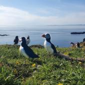 See puffins on Lunga